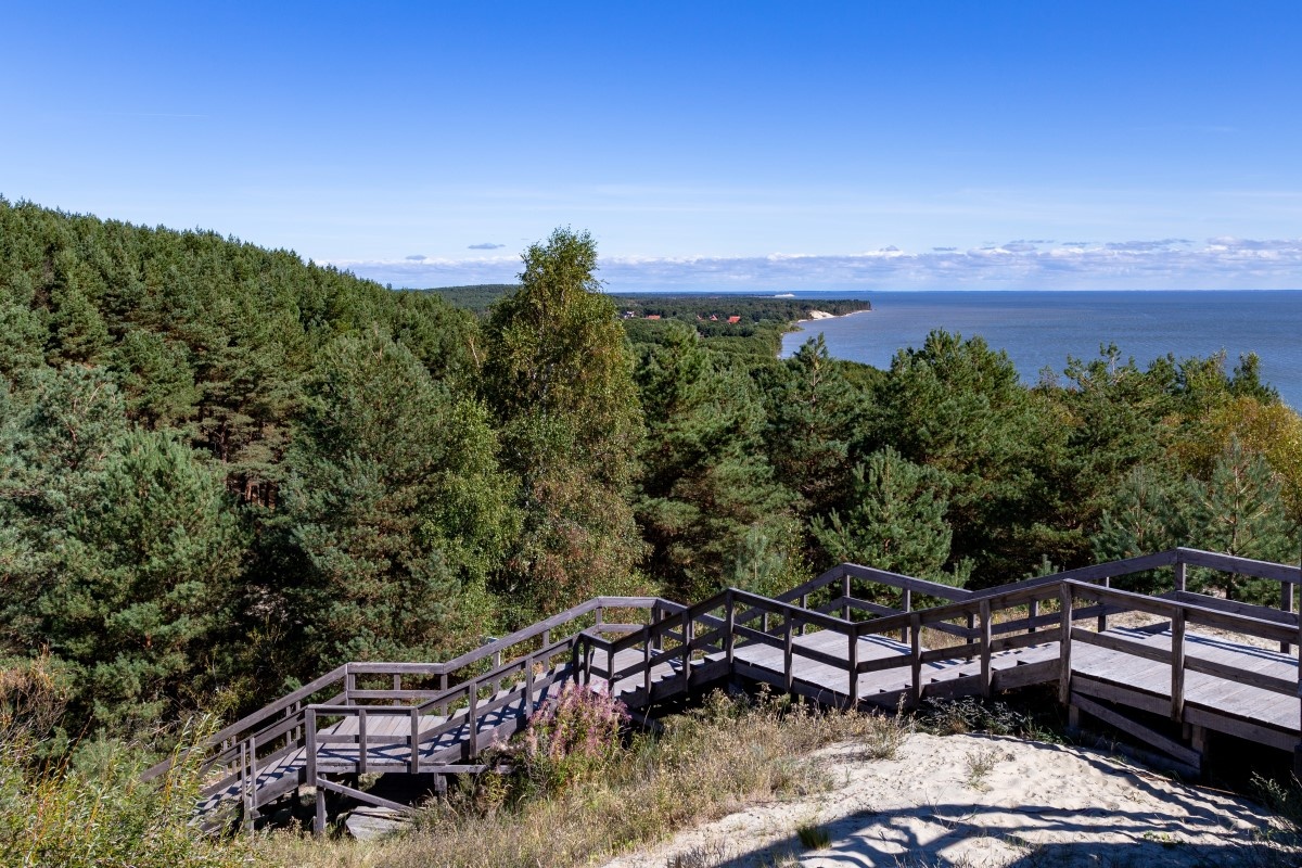 Хвойные леса на Куршской косе